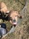 American Bully Puppies for sale in Cameron, MO 64429, USA. price: NA