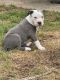 American Bully Puppies for sale in Philadelphia, PA, USA. price: $700