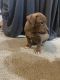 American Bully Puppies for sale in Detroit, MI, USA. price: $500