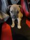 American Bully Puppies for sale in Moon Twp, PA 15108, USA. price: NA