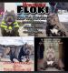American Bully Puppies for sale in Waseca, MN 56093, USA. price: NA