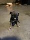 American Bully Puppies for sale in Coraopolis, PA 15108, USA. price: NA