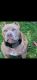 American Bully Puppies for sale in Lynnwood, WA, USA. price: NA