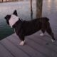 American Bully Puppies for sale in St Pete Beach, FL, USA. price: $2,250