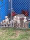 American Bully Puppies for sale in Waco, TX, USA. price: $300