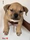 American Bully Puppies for sale in Brooklyn, NY, USA. price: $2,500