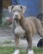 American Bully Puppies for sale in Valdosta, GA, USA. price: $2,000