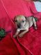 American Bully Puppies for sale in Lititz, PA 17543, USA. price: $600