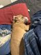 American Bully Puppies for sale in Joplin, MO, USA. price: NA