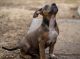 American Bully Puppies for sale in Katy, TX, USA. price: $1,000
