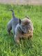 American Bully Puppies for sale in Anaheim, CA 92805, USA. price: $4,000
