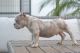 American Bully Puppies for sale in BELLEAIR BLF, FL 33770, USA. price: NA
