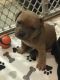 American Bully Puppies for sale in Iron River, MI 49935, USA. price: NA