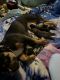 American Bully Puppies for sale in Columbus, OH, USA. price: NA