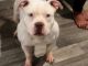 American Bully Puppies for sale in Elsmere, KY, USA. price: NA