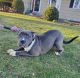 American Bully Puppies for sale in Rochester, NY, USA. price: $3,000