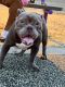 American Bully Puppies for sale in Denton, TX, USA. price: NA