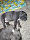 American Bully Puppies for sale in Toledo, OH, USA. price: $1,200