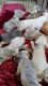 American Bully Puppies for sale in 3446 South St, Fort Myers, FL 33916, USA. price: $500