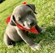 American Bully Puppies for sale in Orange Park, FL 32073, USA. price: NA
