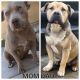 American Bully Puppies for sale in Bakersfield, CA 93304, USA. price: NA