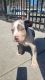 American Bully Puppies for sale in Philadelphia, PA, USA. price: $3,000
