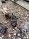 American Bully Puppies for sale in West Palm Beach, FL, USA. price: $2,000