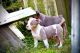 American Bully Puppies for sale in Laplace, LA, USA. price: NA