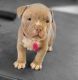 American Bully Puppies for sale in Cheektowaga, NY, USA. price: $2,000