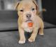 American Bully Puppies for sale in Cheektowaga, NY, USA. price: $2,500