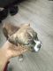 American Bully Puppies for sale in Cincinnati, OH, USA. price: NA