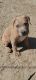 American Bully Puppies for sale in Thermal, CA 92274, USA. price: $400