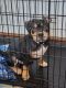 American Bully Puppies for sale in Dickinson, ND 58601, USA. price: NA