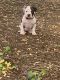 American Bully Puppies for sale in Newark, DE 19711, USA. price: $600