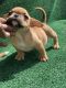 American Bully Puppies for sale in West Palm Beach, FL, USA. price: $1,500