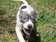 American Bully Puppies for sale in Wichita, KS, USA. price: NA