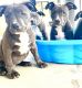 American Bully Puppies for sale in Port Charlotte, FL, USA. price: NA