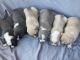 American Bully Puppies for sale in Augusta, GA, USA. price: NA