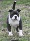 American Bully Puppies for sale in Augusta, GA, USA. price: $500