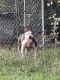 American Bully Puppies for sale in S OF BORDER, SC 29547, USA. price: NA