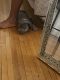 American Bully Puppies for sale in Bronx, NY, USA. price: NA