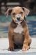 American Bully Puppies for sale in Galloway, NJ, USA. price: $1,500