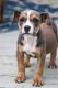American Bully Puppies for sale in Galloway, NJ, USA. price: $1,500