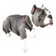 American Bully Puppies for sale in Palmdale, CA, USA. price: $3,000