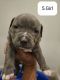 American Bully Puppies for sale in Reedley, CA, USA. price: $350