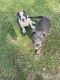 American Bully Puppies for sale in Douglas, GA 31535, USA. price: NA