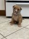 American Bully Puppies for sale in Elk Grove, CA, USA. price: $500