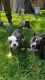 American Bully Puppies for sale in Louisville, KY, USA. price: $1,500