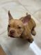 American Bully Puppies for sale in Fort Lauderdale, FL, USA. price: $5,000