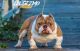 American Bully Puppies for sale in Miami, FL, USA. price: $1,500